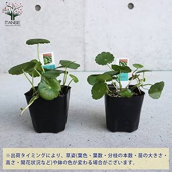 Amazon.co.jp: ITANSE ウォーターコイン 9cmポット苗 1個